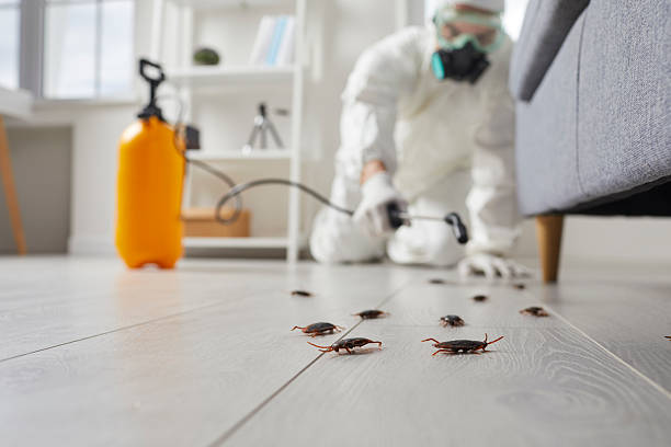Commercial Kitchen Cockroach Control in Palmview South